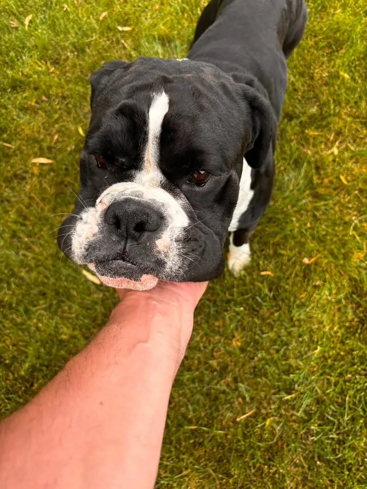 Spring & One-Time Cleanup — a happy, well-cared-for pup