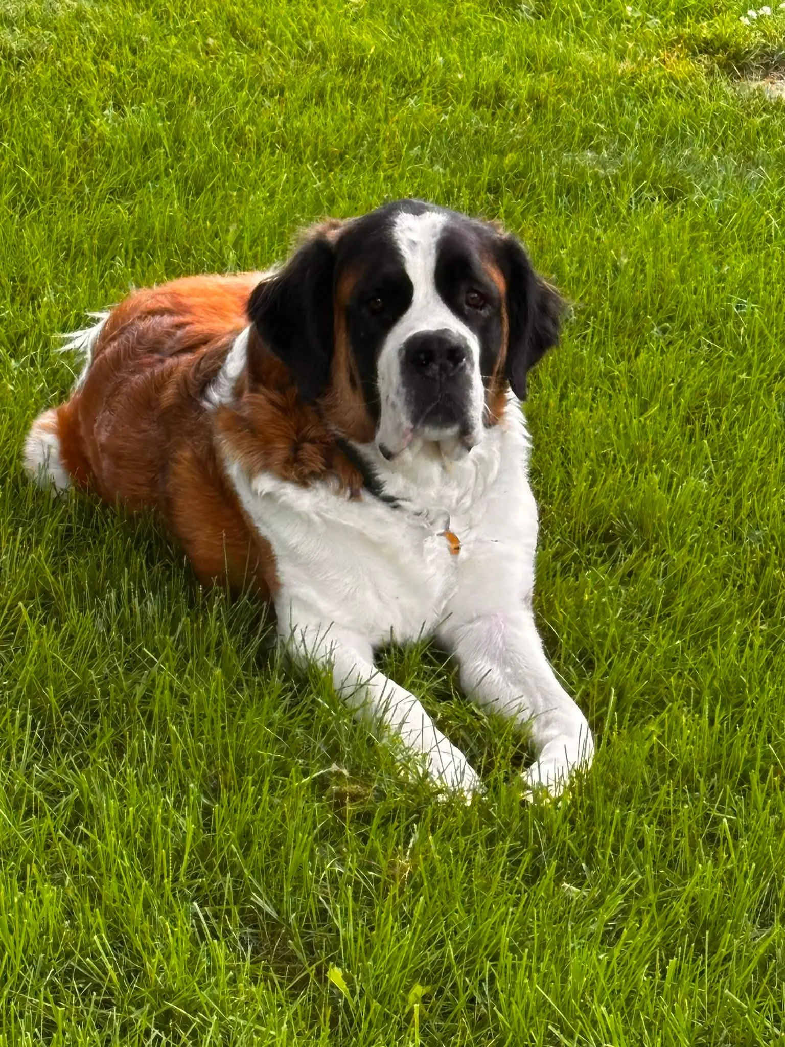 Residential Dog Poop Pickup