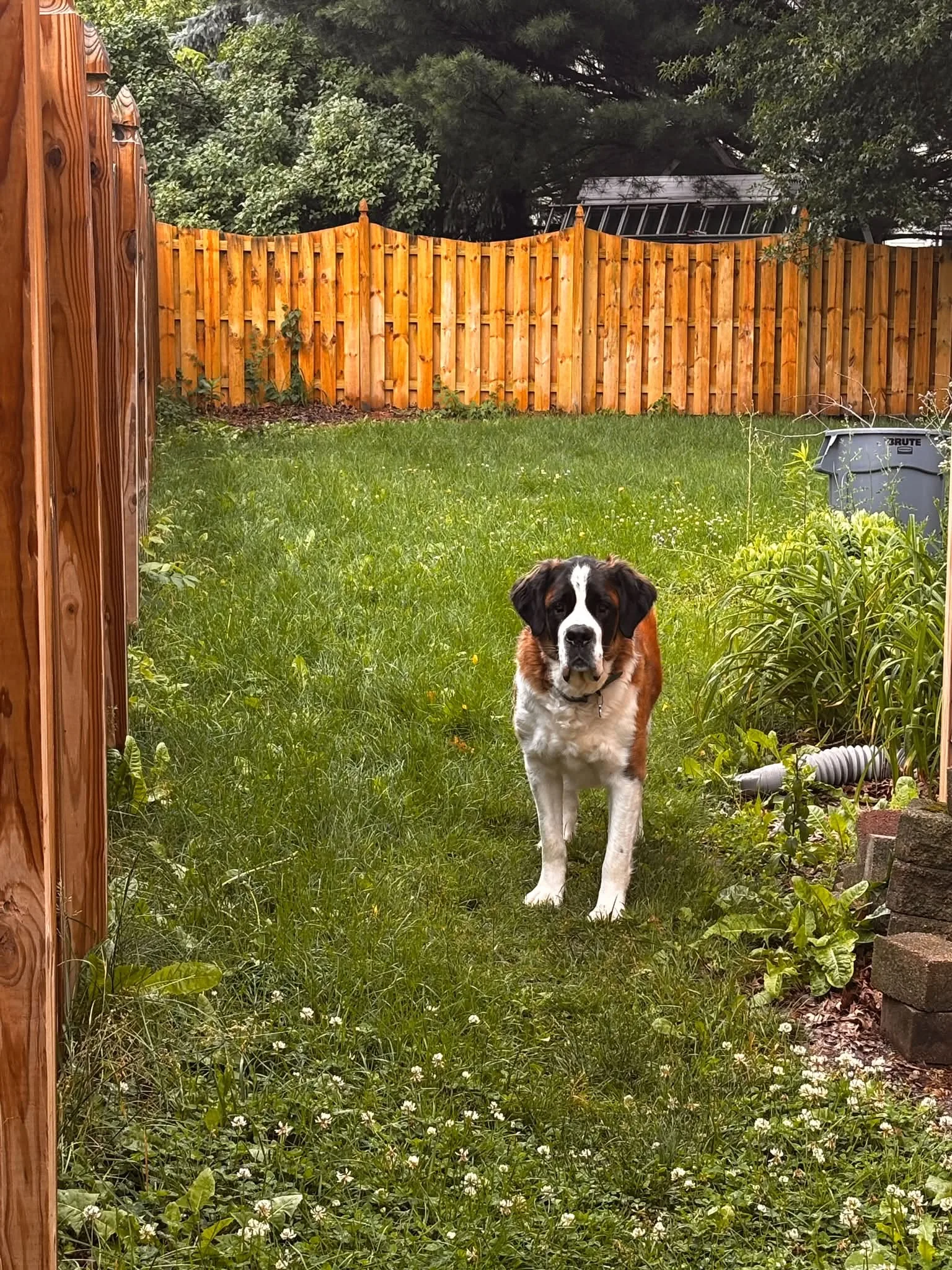 Residential Dog Poop Pickup · Milton